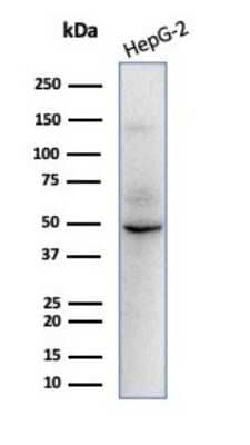 Western Blot: SOX9 Antibody (SOX9/2398)Azide and BSA Free [NBP3-08399]