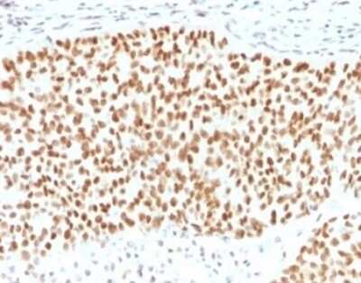 Immunohistochemistry-Paraffin: SOX9 Antibody (SOX9/2398) [NBP3-07659]