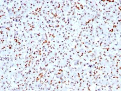 Immunohistochemistry-Paraffin: SOX9 Antibody (SOX9/3141R) - Azide and BSA Free [NBP3-08593]