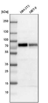 Western Blot: SOX9 Antibody [NBP1-85551]