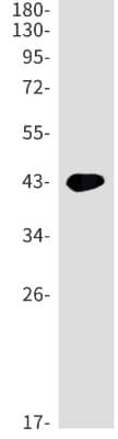 Western Blot: SP-D Antibody (S06-2B1) [NBP3-19975]