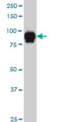 Western Blot: SP1 Antibody (1A5) [H00006667-M02]