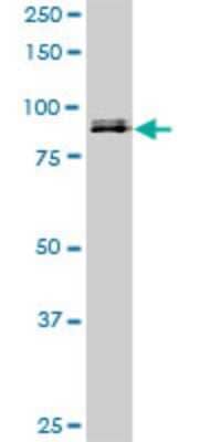 Western Blot: SP1 Antibody (1A5) [H00006667-M02]
