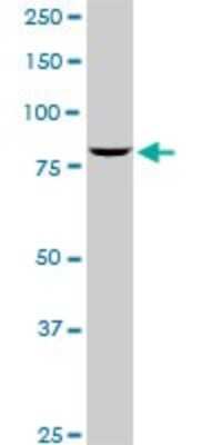 Western Blot: SP1 Antibody (4B11) [H00006667-M05]