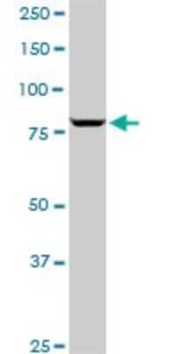 Western Blot: SP1 Antibody (4B11) [H00006667-M05]