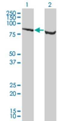 Western Blot: SP1 Antibody (4B11) [H00006667-M05]