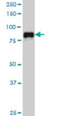 Western Blot: SP1 Antibody (4C8) [H00006667-M03]