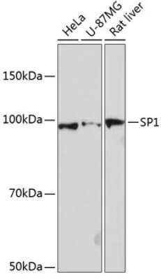 Western Blot: SP1 Antibody (5I3A8) [NBP3-15837]