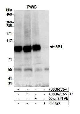 Immunoprecipitation: SP1 Antibody [NB600-233]