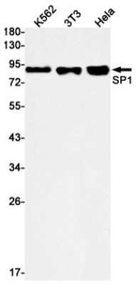 Western Blot: SP1 Antibody (S01-9G6) [NBP3-14976]