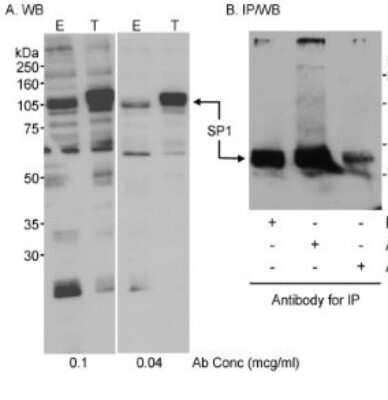 Western Blot: SP1 Antibody [NB600-232]