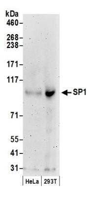 Western Blot: SP1 Antibody [NB600-232]