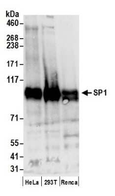 Western Blot: SP1 Antibody [NB600-233]