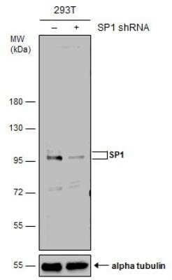 Western Blot: SP1 Antibody [NBP2-20460]