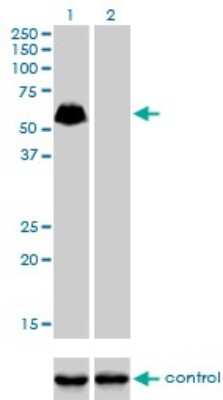 Western Blot: SP100 Antibody (1G6) [H00006672-M02]