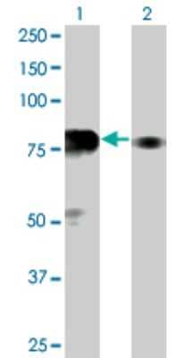 Western Blot: SP100 Antibody (1G6) [H00006672-M02]