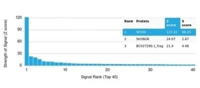 Protein Array: SP100 Antibody (PCRP-SP100-1B9) - Azide and BSA Free [NBP3-14183]