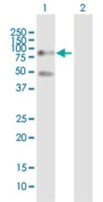 Western Blot: SP100 Antibody [H00006672-D01P]