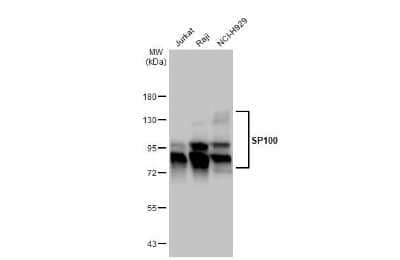 Western Blot: SP100 Antibody [NBP3-13031]