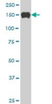 Western Blot: SP110 Antibody (2G10) [H00003431-M03]