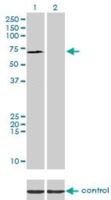 Western Blot: SP110 Antibody (8C8) [H00003431-M01]