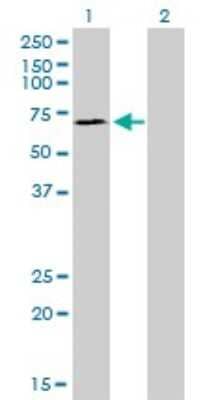 Western Blot: SP110 Antibody (8C8) [H00003431-M01]