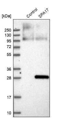 Western Blot: SP17 Antibody [NBP1-85409]