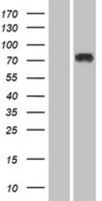 Western Blot: Sp3 Overexpression Lysate [NBP2-04186]