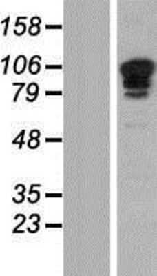 Western Blot: Sp3 Overexpression Lysate [NBP2-04244]