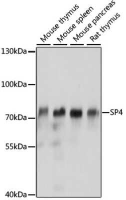 Western Blot: SP4 AntibodyAzide and BSA Free [NBP2-95181]