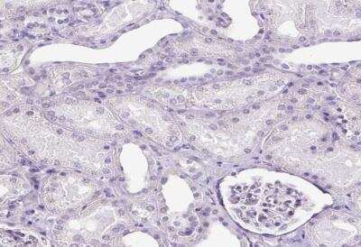 Immunohistochemistry-Paraffin: SP8 Antibody [NBP2-49109]