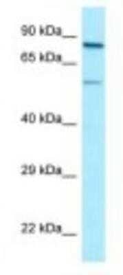 Western Blot: SP9 Antibody [NBP1-98281]