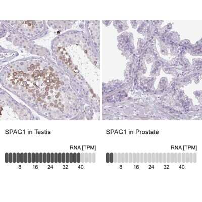 Immunohistochemistry-Paraffin: SPAG1 Antibody [NBP2-38707]