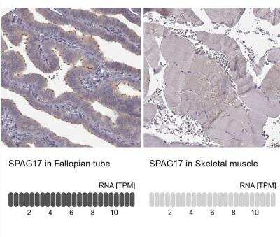 Immunohistochemistry-Paraffin: SPAG17 Antibody [NBP1-93840]