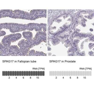 Immunohistochemistry-Paraffin: SPAG17 Antibody [NBP1-93841]