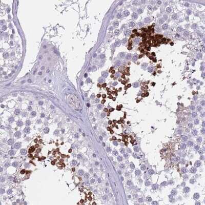 Immunohistochemistry-Paraffin: SPAG4L Antibody [NBP2-13399]