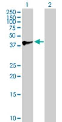 Western Blot: SPAG4L Antibody [H00140732-B01P]