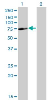 Western Blot: SPAG8 Antibody (2F12) [H00026206-M01]