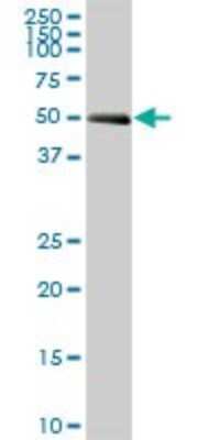 Western Blot: SPAG8 Antibody [H00026206-B01P]