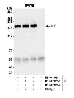 Immunoprecipitation: SPAG9 Antibody [NB100-79793]