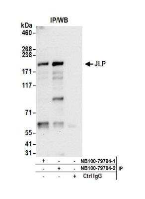 Immunoprecipitation: SPAG9 Antibody [NB100-79794]