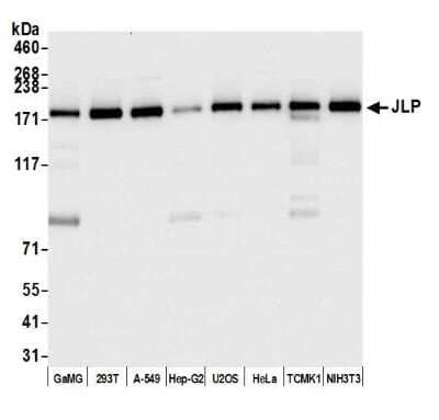 Western Blot: SPAG9 Antibody [NB100-79793]