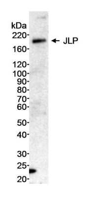 Western Blot: SPAG9 Antibody [NB100-79794]