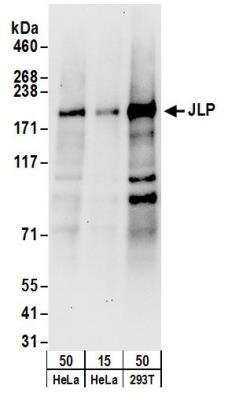 Western Blot: SPAG9 Antibody [NB100-79794]