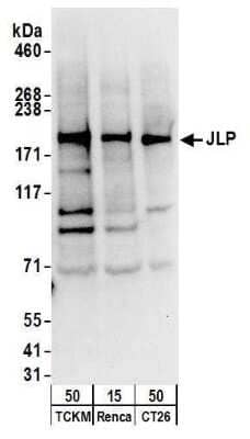 Western Blot: SPAG9 Antibody [NB100-79794]