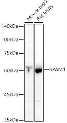 Western Blot: SPAM1 AntibodyAzide and BSA Free [NBP2-93736]