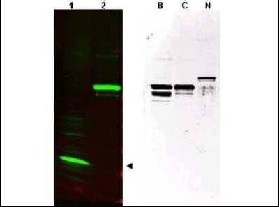 Western Blot: SPANXC AntibodyBSA Free [NBP1-03285]