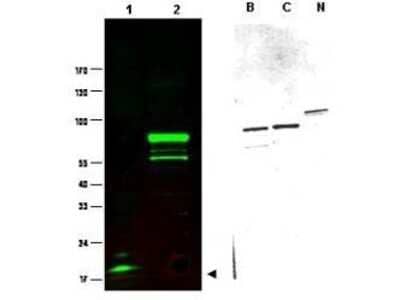 Western Blot: SPANXC Antibody [NBP1-77925]