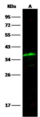 Western Blot: SPARC Antibody (001) [NBP2-90612]