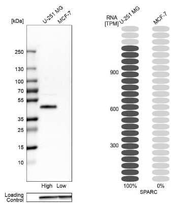 Western Blot: SPARC Antibody [NBP1-80971]